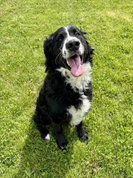 Poodle and Mixed Breed Dogs Available for Adoption in Kalamazoo, Michigan - IVAN | PetCurious