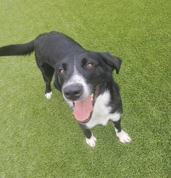 Border Collie and Mixed Breed Dogs Available for Adoption in Frankfort, Kentucky - Derby | PetCurious
