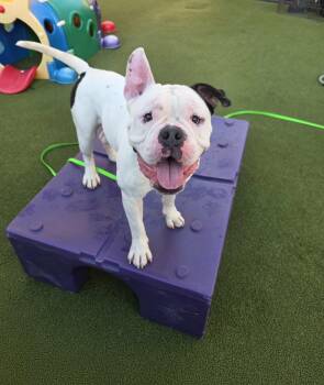 Truman -  American Bulldog Dog for Adoption in Clay, New York - Truman | PetCurious