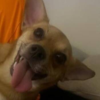 Chihuahua Dogs Available for Adoption in West Palm Beach, Florida - Flapjack | PetCurious