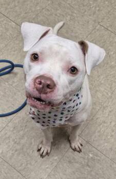 Tangerine -  Mixed Breed Dog for Adoption in Hamilton, Ohio - Tangerine | PetCurious