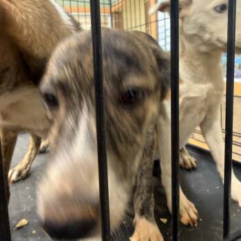 Marble Jr. -  Mixed Breed Dog for Adoption in Winston-salem, North Carolina - Marble Jr. | PetCurious