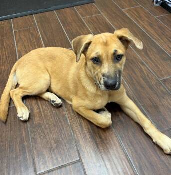Rescue Catahoula Leopard Dog and Shepherd Dogs for Adoption in Houston, Texas - Clarabelle | PetCurious