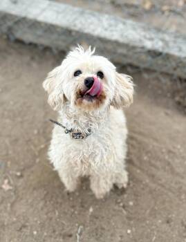 Bichon Frise and Maltese Dogs Available for Adoption - Max | PetCurious