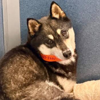 Amee - Missouri MY26-125 -  Shiba Inu Dog for Adoption in Peyton, Colorado - Amee - Missouri MY26-125 | PetCurious