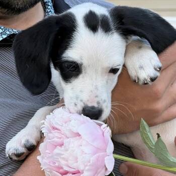 Beagle and Spaniel Dogs Available for Adoption in Midlothian, Virginia - Sweet Cheeks | PetCurious