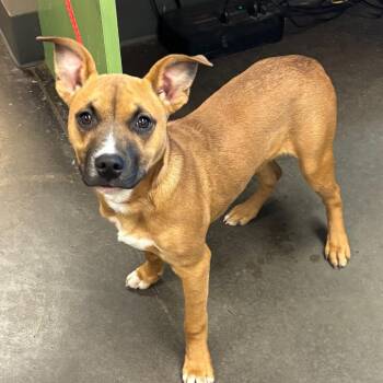 Big Bopper -  Shepherd Dog for Adoption in Norman, Oklahoma - Big Bopper | PetCurious