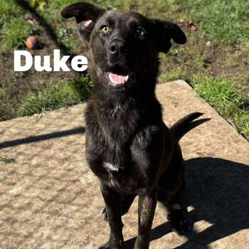 Rescue Mixed Breed Dogs for Adoption in Gladstone, Michigan - Duke 250846 | PetCurious
