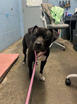 Rescue Pit Bull Terrier Dogs for Adoption in Evansville, Indiana - Draco | PetCurious