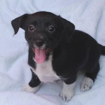 Terrier and Mixed Breed Dogs Available for Adoption in Miami, Florida - Puppy Pluto | PetCurious