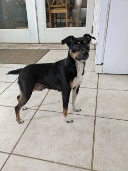 Brittany -  Terrier and Mixed Breed Dog for Adoption in Orlando, Florida - Brittany | PetCurious