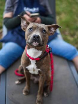 Rubelle -  Mixed Breed Dog for Adoption in Chamblee, Georgia - Rubelle | PetCurious