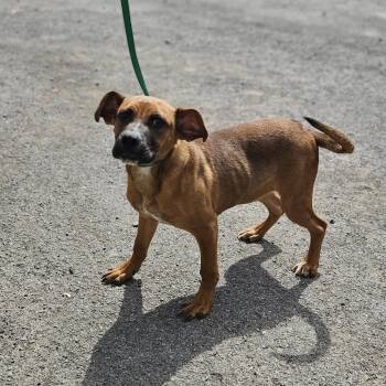 Rescue Boxer Dogs for Adoption in Fairfax, Virginia - Ferris | PetCurious