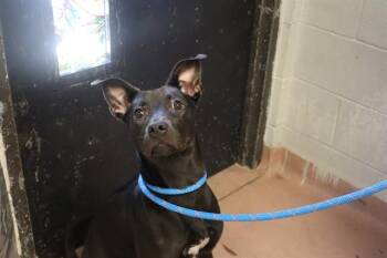 Rescue Mixed Breed Dogs for Adoption in Columbia, South Carolina - STORMY | PetCurious