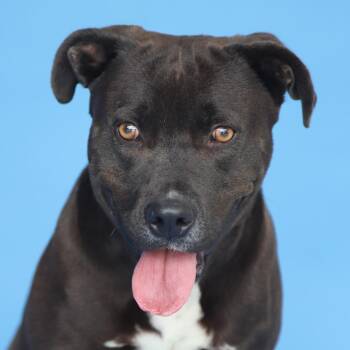 Pit Bull Terrier Dogs Available for Adoption in Pasadena, California - VALENTINA | PetCurious