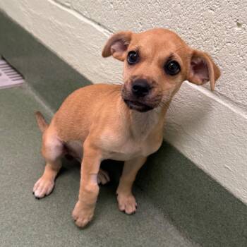 Mary -  Mixed Breed Dog for Adoption in West Palm Beach, Florida - Mary | PetCurious