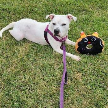 Helen -  English Bulldog Dog for Adoption in South Elgin, Illinois - Helen | PetCurious
