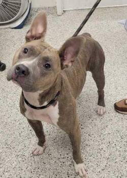 Judy Hopps -  Pit Bull Terrier and Mixed Breed Dog for Adoption in Kansas City, Missouri - Judy Hopps | PetCurious