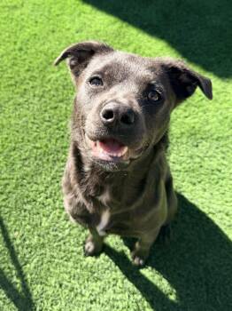 Juney -  American Staffordshire Terrier and Shih Tzu Dog for Adoption in Lafayette, California - Juney | PetCurious