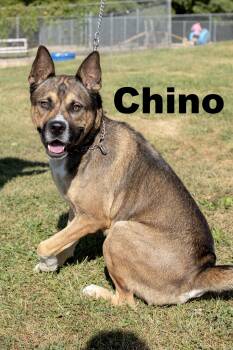 Rescue Mixed Breed Dogs for Adoption in Macomb, Illinois - Chino | PetCurious