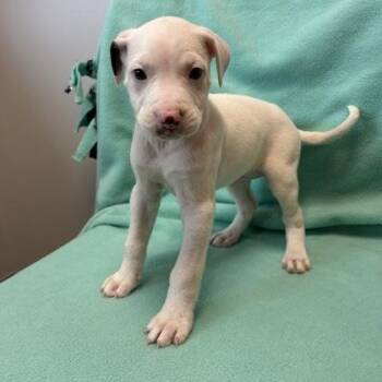 Mixed Breed Dogs Available for Adoption in Janesville, Wisconsin - Toulouse | PetCurious