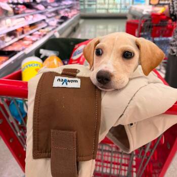 Blondie -  Yellow Labrador Retriever Dog for Adoption in Stamford, Connecticut - Blondie | PetCurious