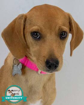 Marsha -  Beagle and Retriever Dog for Adoption in Kennesaw, Georgia - Marsha | PetCurious