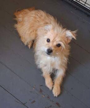 Yorkshire Terrier and Mixed Breed Dogs Available for Adoption - Lady | PetCurious
