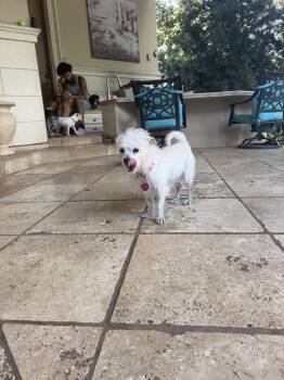 Gardenia -  Poodle and Maltese Dog for Adoption in Richmond, Texas - Gardenia | PetCurious
