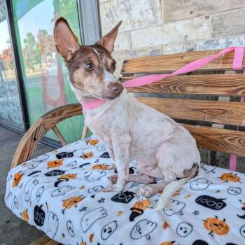 Benjamin -  Terrier Dog for Adoption in St. Augustine, Florida - Benjamin | PetCurious