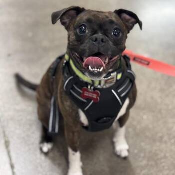Pug and Boston Terrier Dogs Available for Adoption in Apple Valley, California - Connie | PetCurious