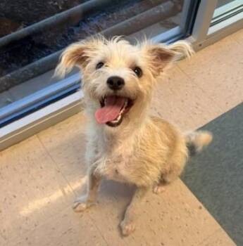 McScruff -  Terrier Dog for Adoption in Fayetteville, Arkansas - McScruff | PetCurious