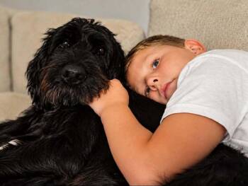 Berrylicious -  Giant Schnauzer Dog for Adoption in Wayne, New Jersey - Berrylicious | PetCurious