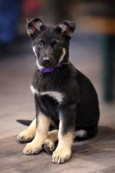 German Shepherd Dog Dogs Available for Adoption - Josie | PetCurious