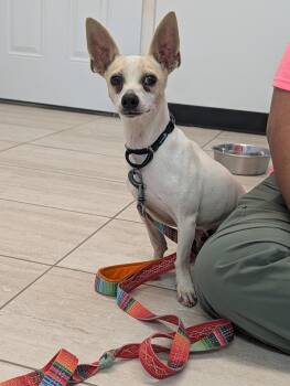 Milo -  Chihuahua Dog for Adoption in Reisterstown, Maryland - Milo | PetCurious