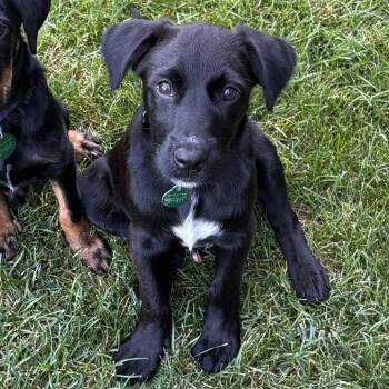 Houdini -  Mixed Breed Dog for Adoption in Buffalo, Minnesota - Houdini | PetCurious