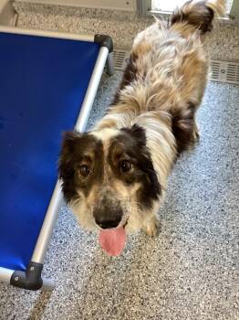 Smoreo -  Terrier Dog for Adoption in Athens, Tennessee - Smoreo | PetCurious