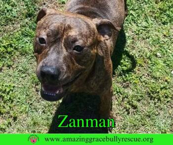 Zanman -  American Bulldog Dog for Adoption in Pensacola, Florida - Zanman | PetCurious