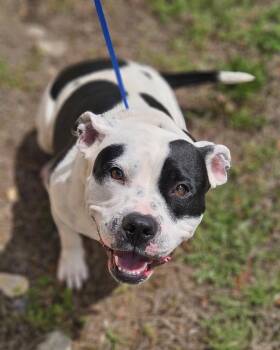 American Bully Dogs Available for Adoption - Happy | PetCurious