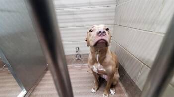 HARMONY BEAR -  Pit Bull Terrier and Mixed Breed Dog for Adoption in Aurora, Illinois - HARMONY BEAR | PetCurious
