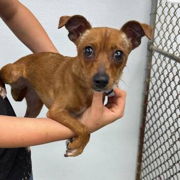 Tyra -  Mixed Breed Dog for Adoption in Fredericksburg, Virginia - Tyra | PetCurious