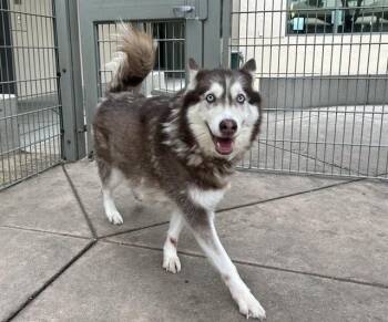 ORION -  Siberian Husky Dog for Adoption in Martinez, California - ORION | PetCurious