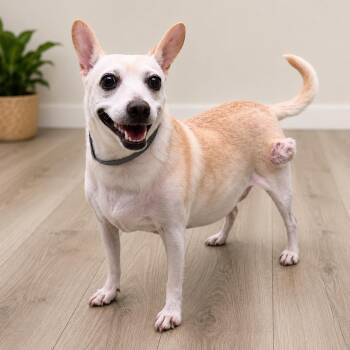 Carmel -  Chihuahua and Mixed Breed Dog for Adoption in Coachella, California - Carmel | PetCurious