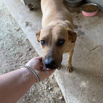 Sealy -  Black Mouth Cur and Mixed Breed Dog for Adoption in Hondo, Texas - Sealy | PetCurious