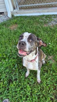 Stormy -  Boxer Dog for Adoption in Indiana, Pennsylvania - Stormy | PetCurious