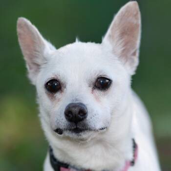 Rescue Terrier Dogs for Adoption in Richmond, Texas - Mace | PetCurious