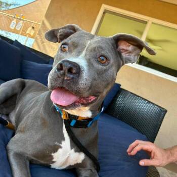 Dalton -  Pit Bull Terrier Dog for Adoption in Ramona, California - Dalton | PetCurious