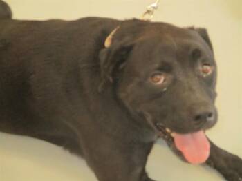 A383964 -  Labrador Retriever Dog for Adoption in Ocala, Florida - A383964 | PetCurious