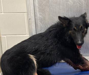 MC MUFFIN -  German Shepherd Dog and Mixed Breed Dog for Adoption in Grand Prairie, Texas - MC MUFFIN | PetCurious