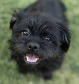 Benny -  Terrier and Lhasa Apso Dog for Adoption in Temecula, California - Benny | PetCurious